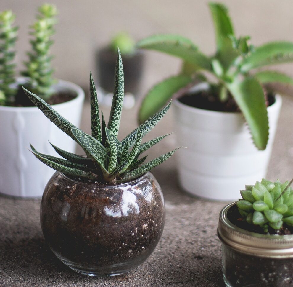 leaves, nature, green, plant, flowerpot, pot