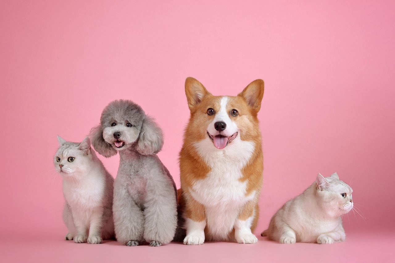 pets, pet, cat, dog, animals, mammals, animal, canine, nature, feline, friends