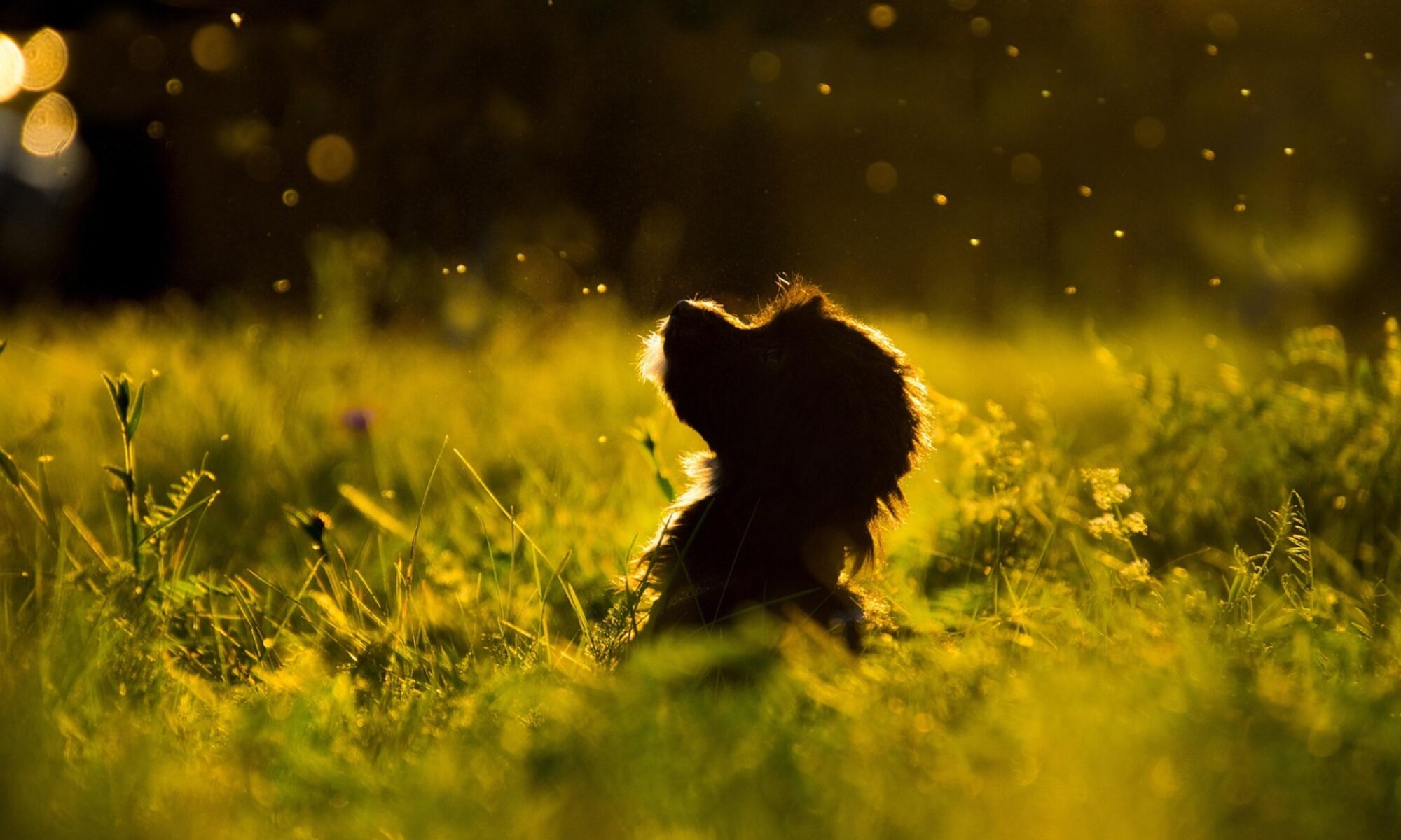 grass, nature, dog, pet, animal, silhouette, puppy, gorgeous